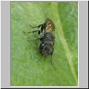 Pemphredon sp Grabwespe 01c 9mm auf Cynara scolymus.jpg